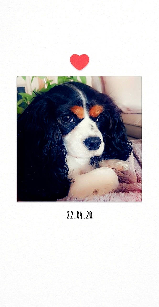 Oana a rejoint le concours — aidez-le/la à gagner de superbes lots ! bernese_mountain_dog, canidae, carnivore, cavalier_king_charles_spaniel, cocker_spaniel, companion_dog, dog, dog_breed, king_charles_spaniel, mammal, puppy, rare_breed_dog, spaniel, sporting_group, vertebrate