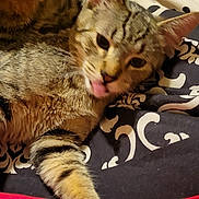 Hershel joined the competition — help win amazing prizes! cat, tabby, lying_down, tongue_out, pet, feline, striped, fur, whiskers, ears, cute, domestic_animal, resting, close_up, indoor, blanket, pattern, soft, relaxed, animal