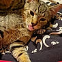 cat, tabby, lying_down, tongue_out, pet, feline, striped, fur, whiskers, ears, cute, domestic_animal, resting, close_up, indoor, blanket, pattern, soft, relaxed, animal
