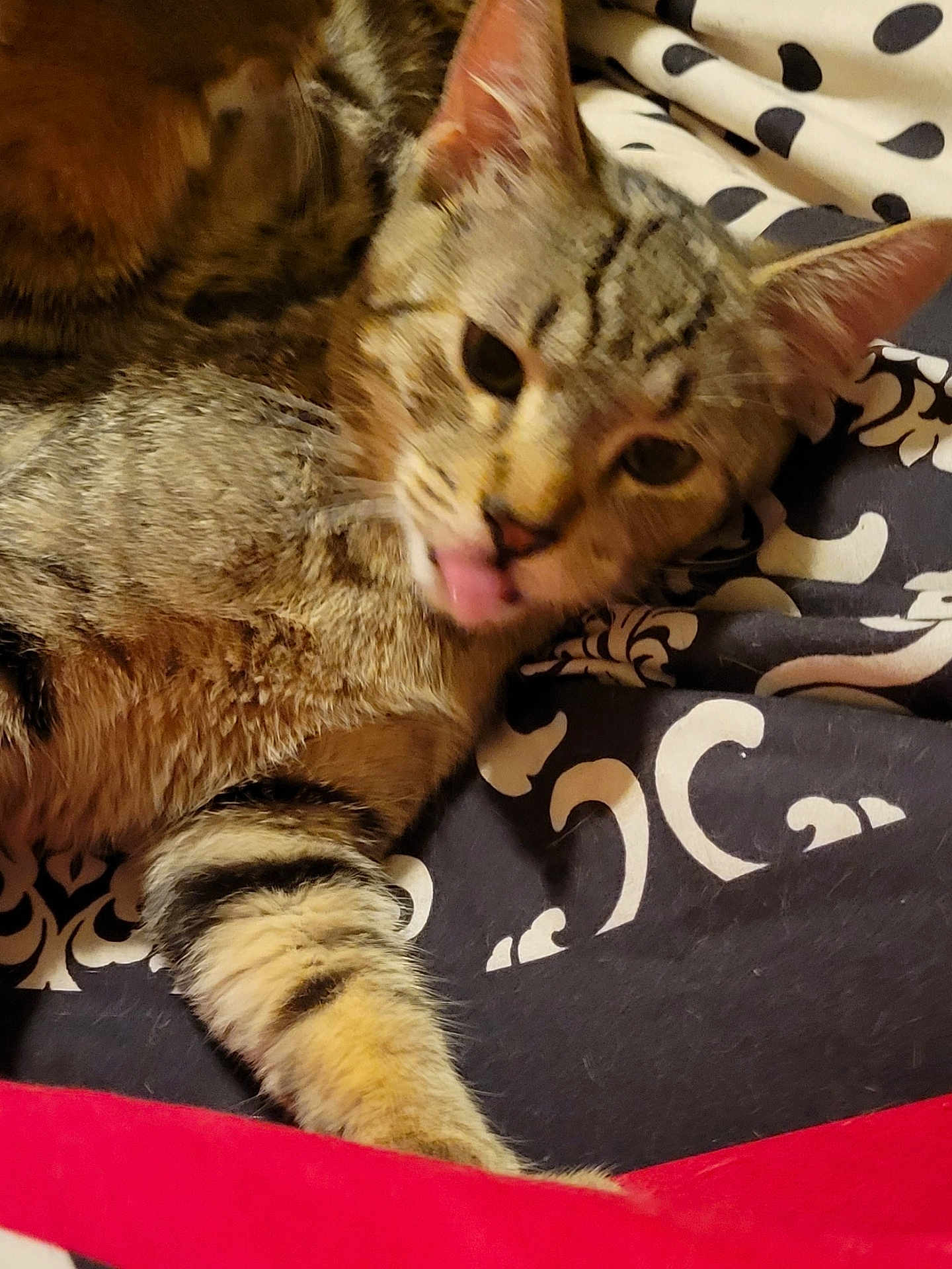 Hershel joined the competition — help win amazing prizes! cat, tabby, lying_down, tongue_out, pet, feline, striped, fur, whiskers, ears, cute, domestic_animal, resting, close_up, indoor, blanket, pattern, soft, relaxed, animal