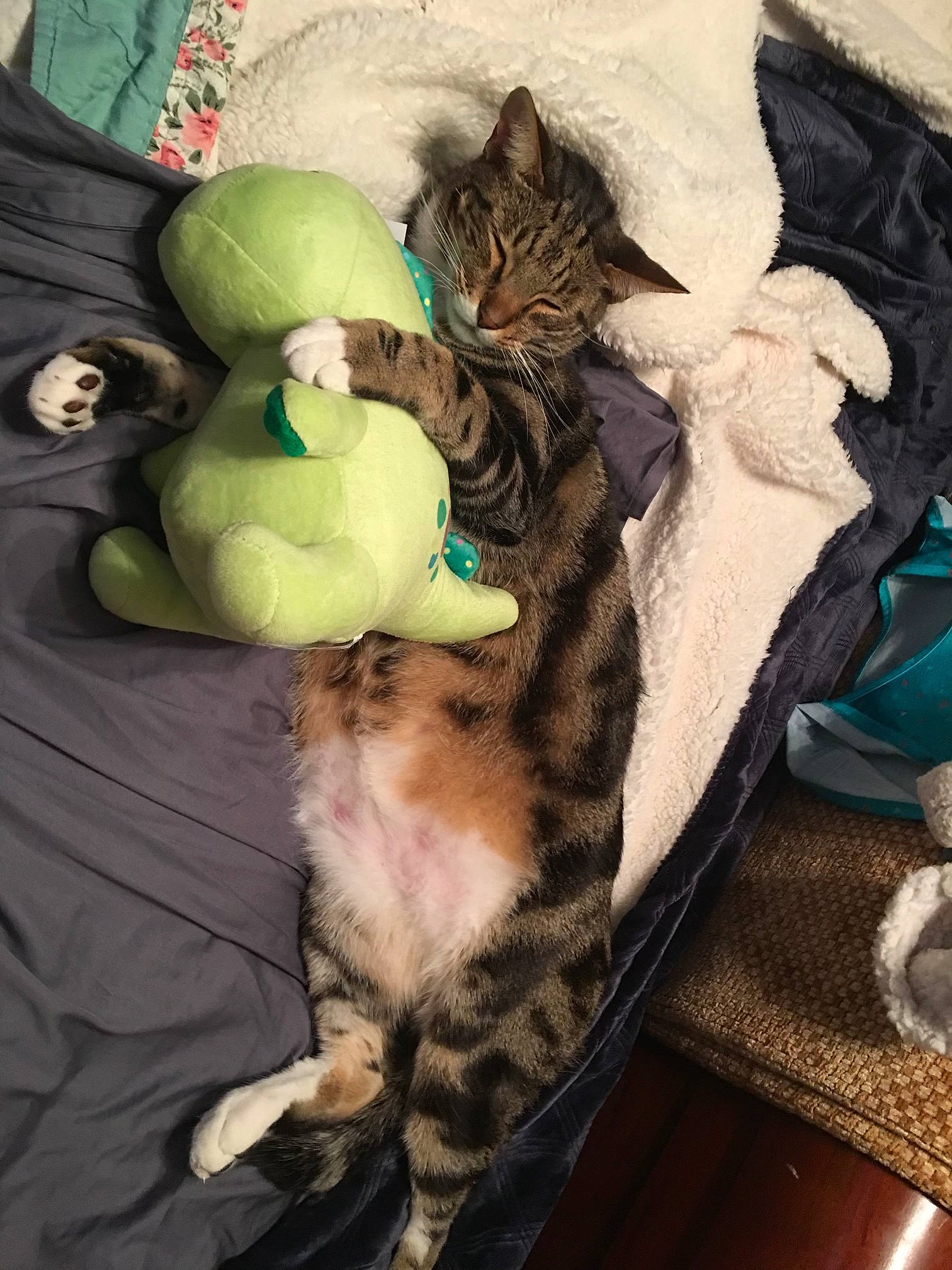 Ruby is registered to the contest to win money with this photo: bag, black_cat, carnivore, cat, cat_bed, cat_supply, claw, comfort, domestic_short_haired_cat, felidae, fur, lap, linens, luggage_and_bags, nap, paw, small_to_medium_sized_cats, tail, toy, whiskers