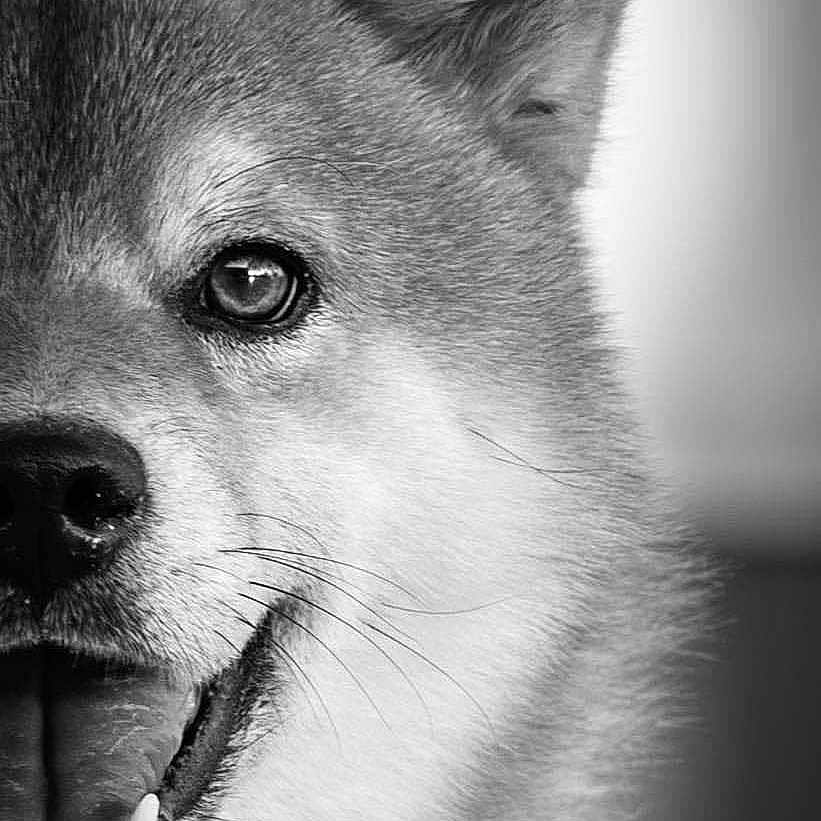 Rouky participe au concours pour gagner de l'argent avec cette photo : animal, black_and_white, canine, close_up, collar, cute, dog, domestic_animal, eye, face, friendly, fur, happy, muzzle, nose, pet, portrait, smiling, tongue_out, whiskers