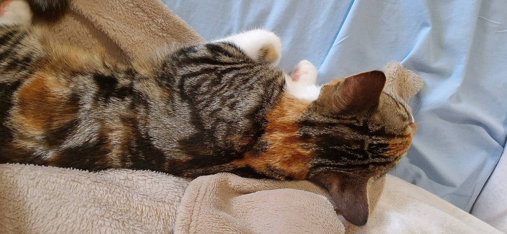 Nessie a rejoint le concours — aidez-le/la à gagner de superbes lots ! carnivore, cat, cat_supply, claw, comfort, domestic_short_haired_cat, fawn, felidae, fur, linens, nap, paw, sleep, small_to_medium_sized_cats, snout, tail, terrestrial_animal, whiskers, wildlife, wood