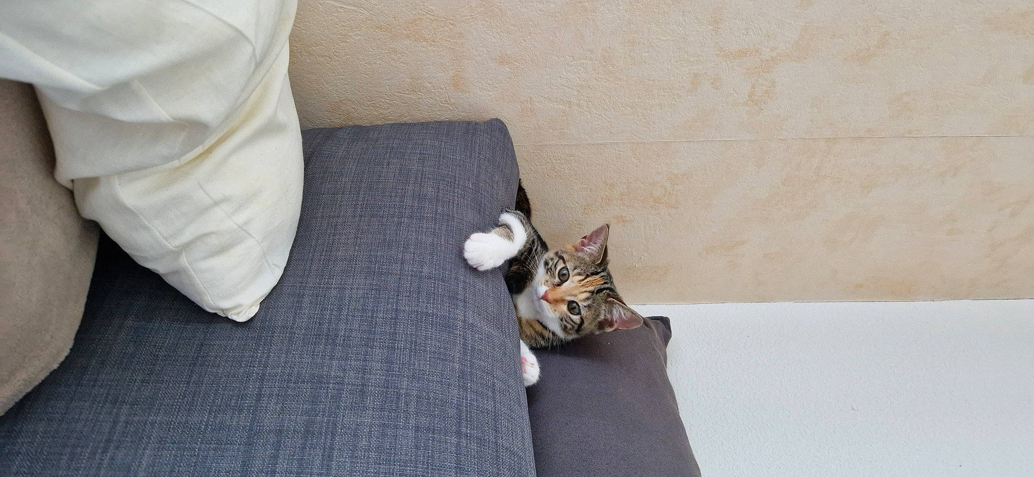 Nessie a rejoint le concours — aidez-le/la à gagner de superbes lots ! canidae, carnivore, cat, comfort, couch, domestic_short_haired_cat, fawn, felidae, floor, flooring, fur, hardwood, human_leg, linens, room, sitting, small_to_medium_sized_cats, tail, whiskers, wood