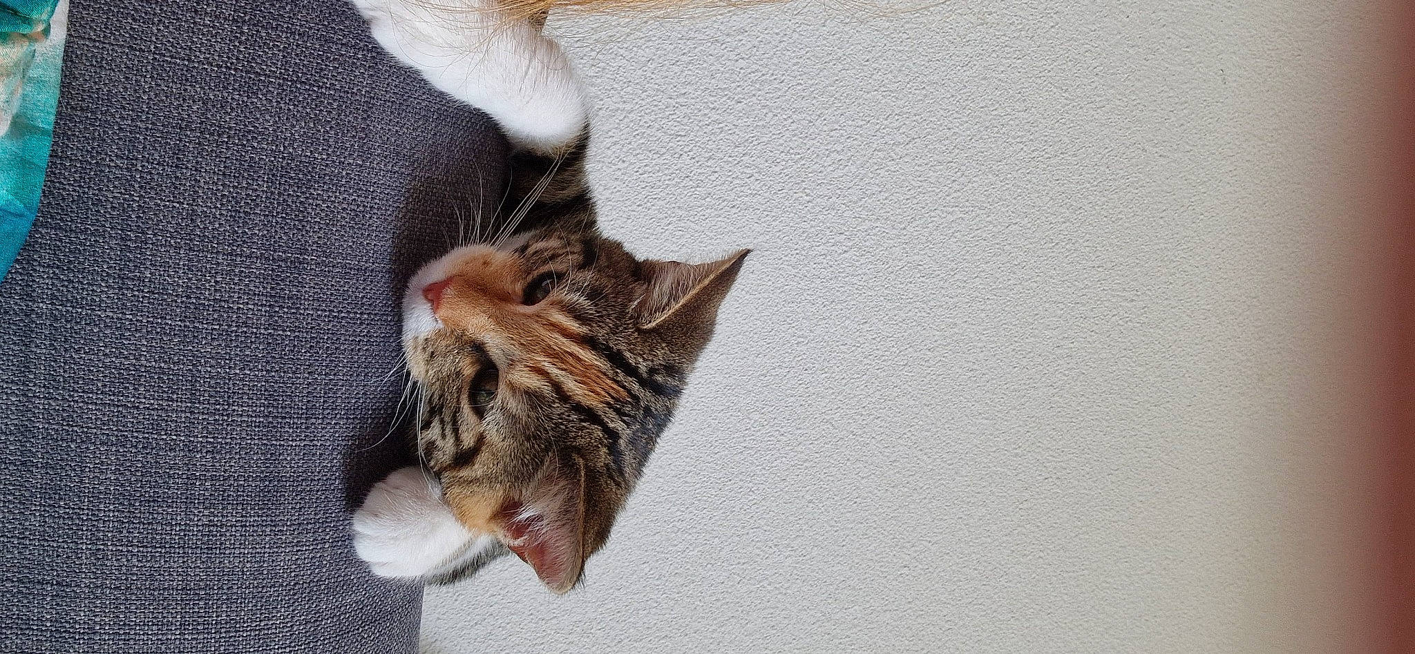 Nessie a rejoint le concours — aidez-le/la à gagner de superbes lots ! carnivore, cat, claw, domestic_short_haired_cat, felidae, foot, fur, paw, small_to_medium_sized_cats, snout, tail, terrestrial_animal, whiskers, wildlife, window, wood