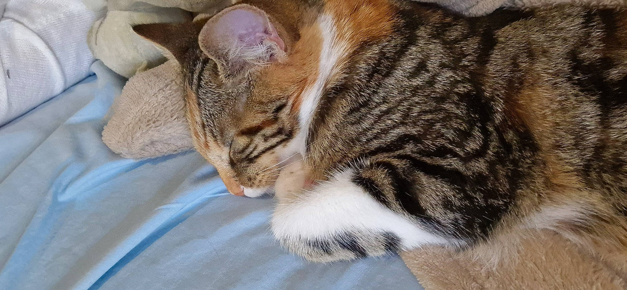 Nessie participe au concours pour gagner de l'argent avec cette photo : carnivore, cat, claw, comfort, domestic_short_haired_cat, fawn, felidae, fur, grass, nap, paw, sleep, small_to_medium_sized_cats, snout, tail, terrestrial_animal, whiskers, wildlife