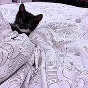 Miso joined the competition — help win amazing prizes! kitten, cat, black_and_white, bed, blanket, pattern, curious, peeking, indoor, cozy, fur, whiskers, cute, pet, animal, young, soft, resting, comfort, playful