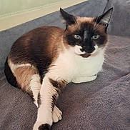 Jessy a rejoint le concours — aidez-le/la à gagner de superbes lots ! cat, siamese_cat, animal, pet, feline, fur, whiskers, ears, eyes, paws, blanket, cozy, resting, indoor, cute, domestic_animal, relaxed, mammal, soft, lying_down