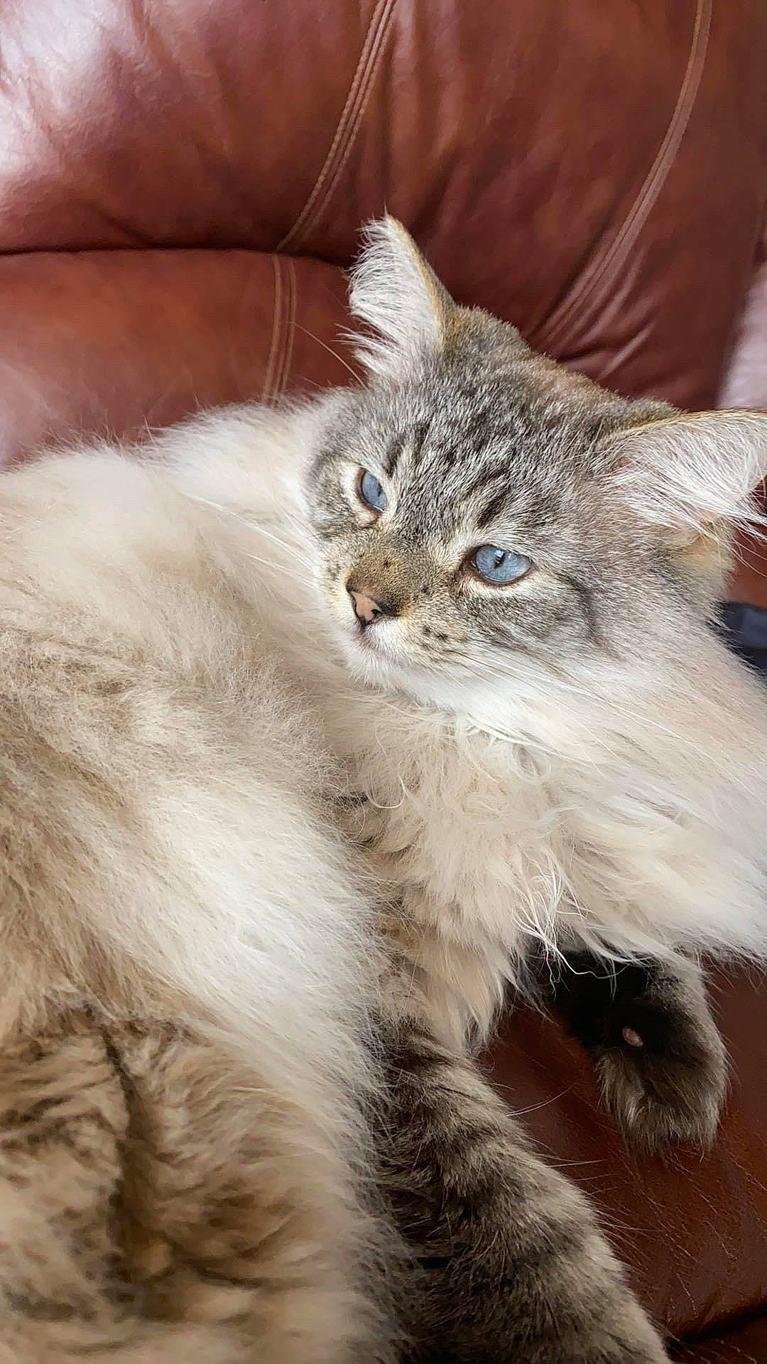 Prettykitty is registered to the contest to win money with this photo: carnivore, cat, claw, domestic_short_haired_cat, eye, felidae, fur, paw, plant, small_to_medium_sized_cats, snout, tail, terrestrial_animal, whiskers, wildlife, window