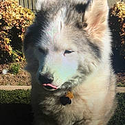 Whiskey is registered to the contest to win money with this photo: dog, outdoor, garden, fur, pet, tongue_out, sunlight, bushes, wall, collar, tag, fluffy, canine, nature, animal, mammal, cute, daylight, closeup, portrait