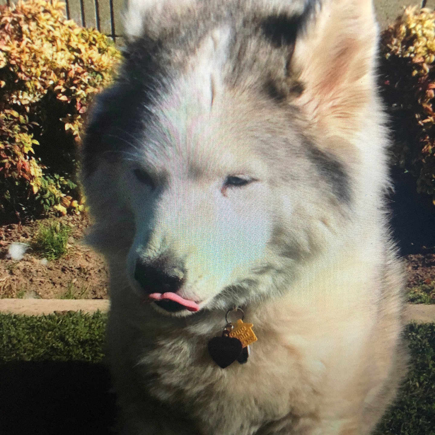 Whiskey is registered to the contest to win money with this photo: animal, bushes, canine, closeup, collar, cute, daylight, dog, fluffy, fur, garden, mammal, nature, outdoor, pet, portrait, sunlight, tag, tongue_out, wall