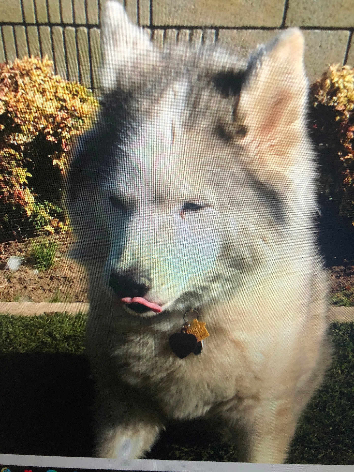 Whiskey is registered to the contest to win money with this photo: dog, outdoor, garden, fur, pet, tongue_out, sunlight, bushes, wall, collar, tag, fluffy, canine, nature, animal, mammal, cute, daylight, closeup, portrait