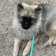 Nikita a rejoint le concours — aidez-le/la à gagner de superbes lots ! dog, puppy, fluffy, leash, outdoor, gravel, resting, canine, pet, cute, animal, fur, collar, polka_dot, light, nature, young, cute_face, lying_down, ears