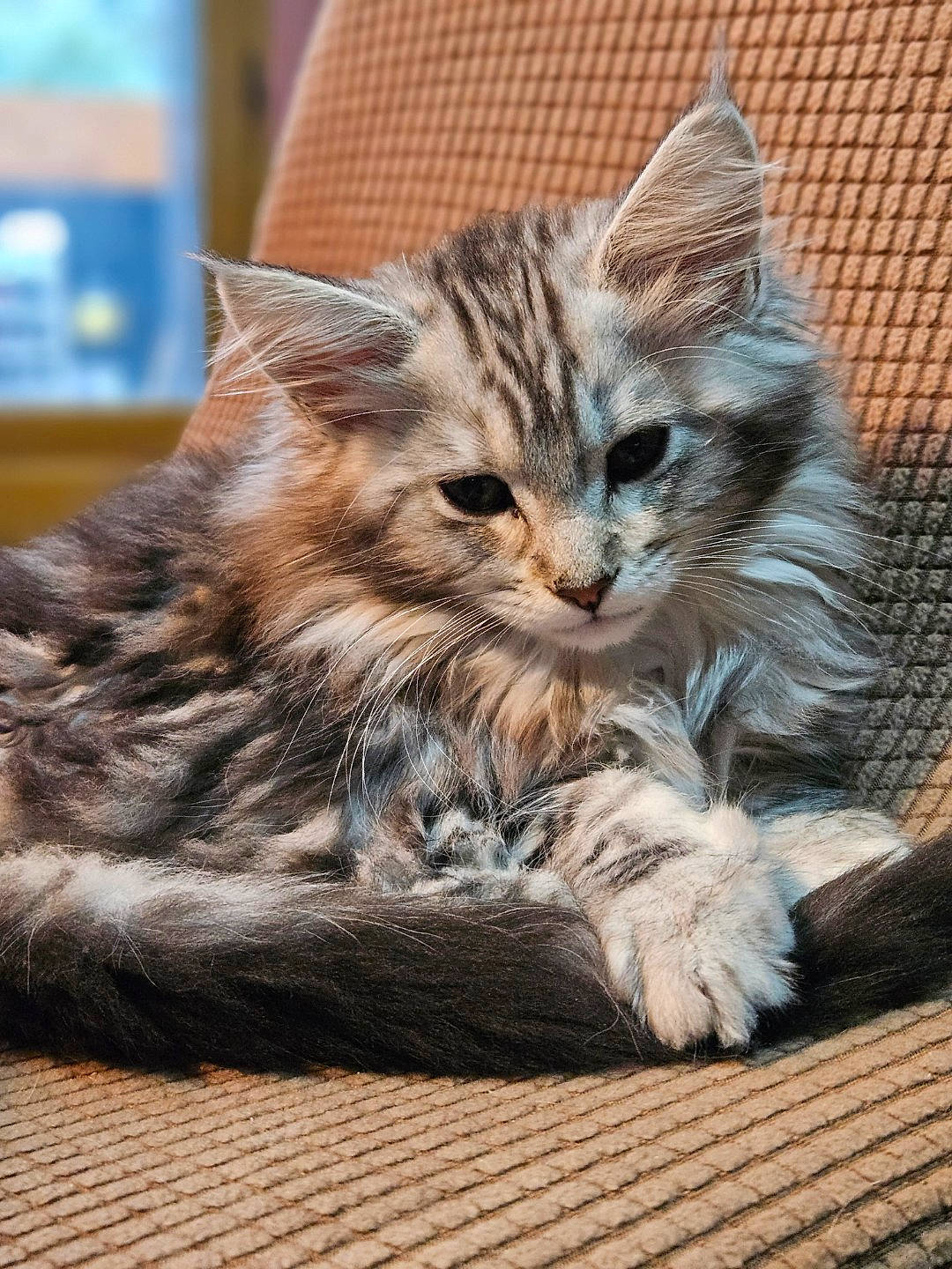 Umea a rejoint le concours — aidez-le/la à gagner de superbes lots ! carnivore, cat, claw, domestic_short_haired_cat, felidae, flooring, fur, maine_coon, paw, sitting, small_to_medium_sized_cats, snout, tail, terrestrial_animal, whiskers, wildlife, window, wood