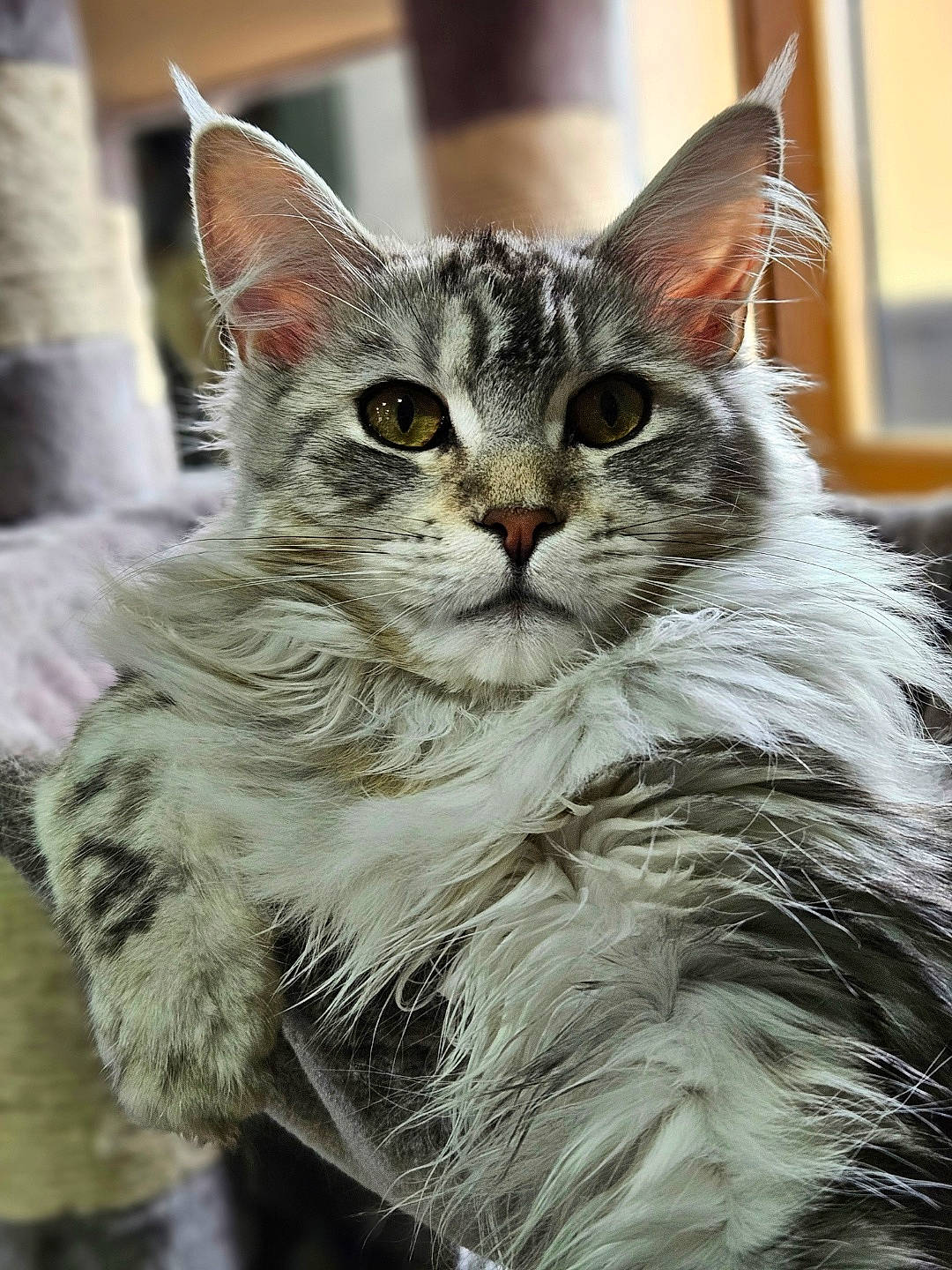 Umea participe au concours pour gagner de l'argent avec cette photo : carnivore, cat, claw, domestic_short_haired_cat, felidae, fur, grass, maine_coon, paw, small_to_medium_sized_cats, snout, terrestrial_animal, whiskers