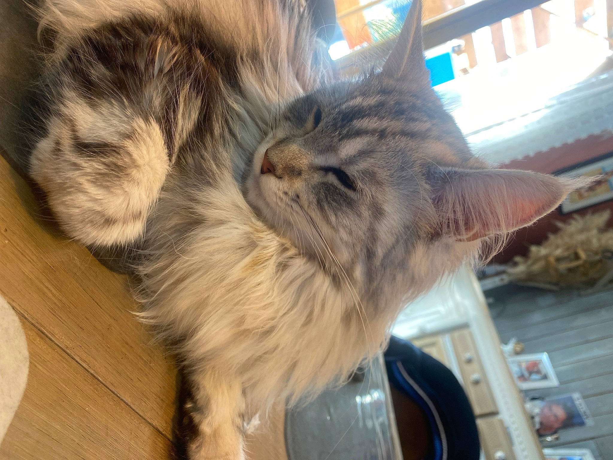 Umea a rejoint le concours — aidez-le/la à gagner de superbes lots ! carnivore, cat, claw, comfort, domestic_short_haired_cat, felidae, flooring, fur, hardwood, metal, nap, paw, sleep, small_to_medium_sized_cats, snout, tail, terrestrial_animal, varnish, whiskers, wood
