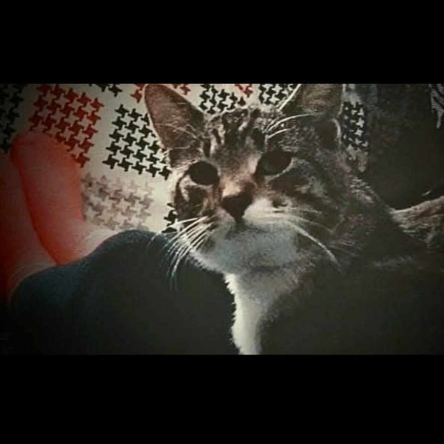 Jack joined the competition — help win amazing prizes! animal, cat, closeup, curious, dark, domestic_cat, ears, face, feline, foot, fur, human, indoor, looking, patterned_background, pet, portrait, shadow, tabby, whiskers