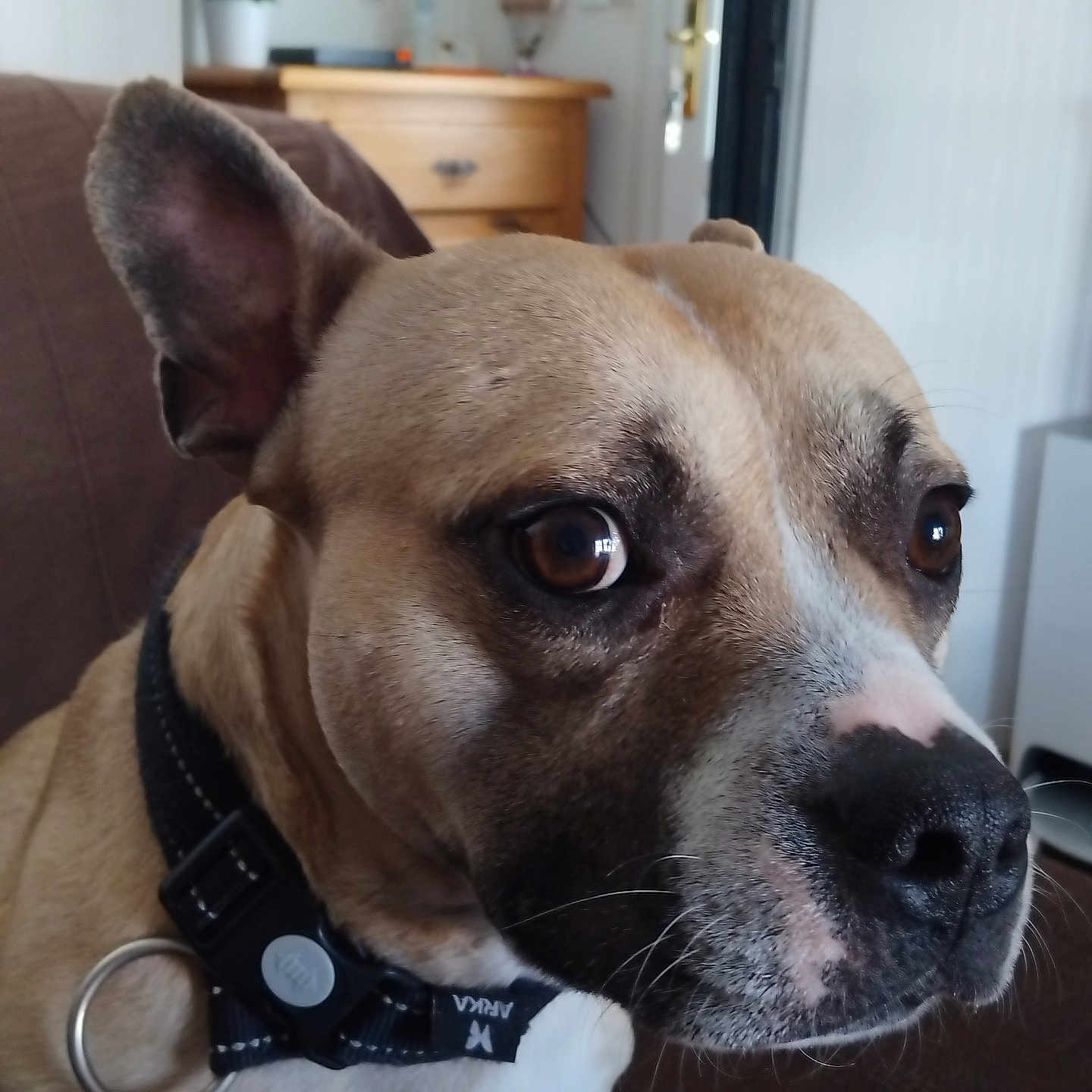Pongo
