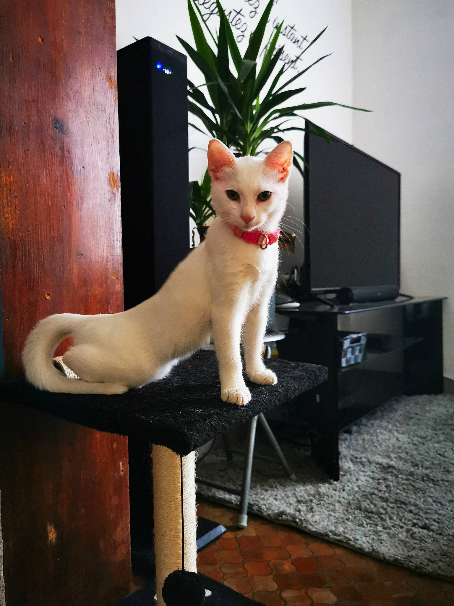 Pippa participe au concours pour gagner de l'argent avec cette photo : asian, burmilla, carnivore, cat, colorpoint_shorthair, eye, fawn, felidae, khao_manee, small_to_medium_sized_cats, tail, turkish_angora, turkish_van, whiskers