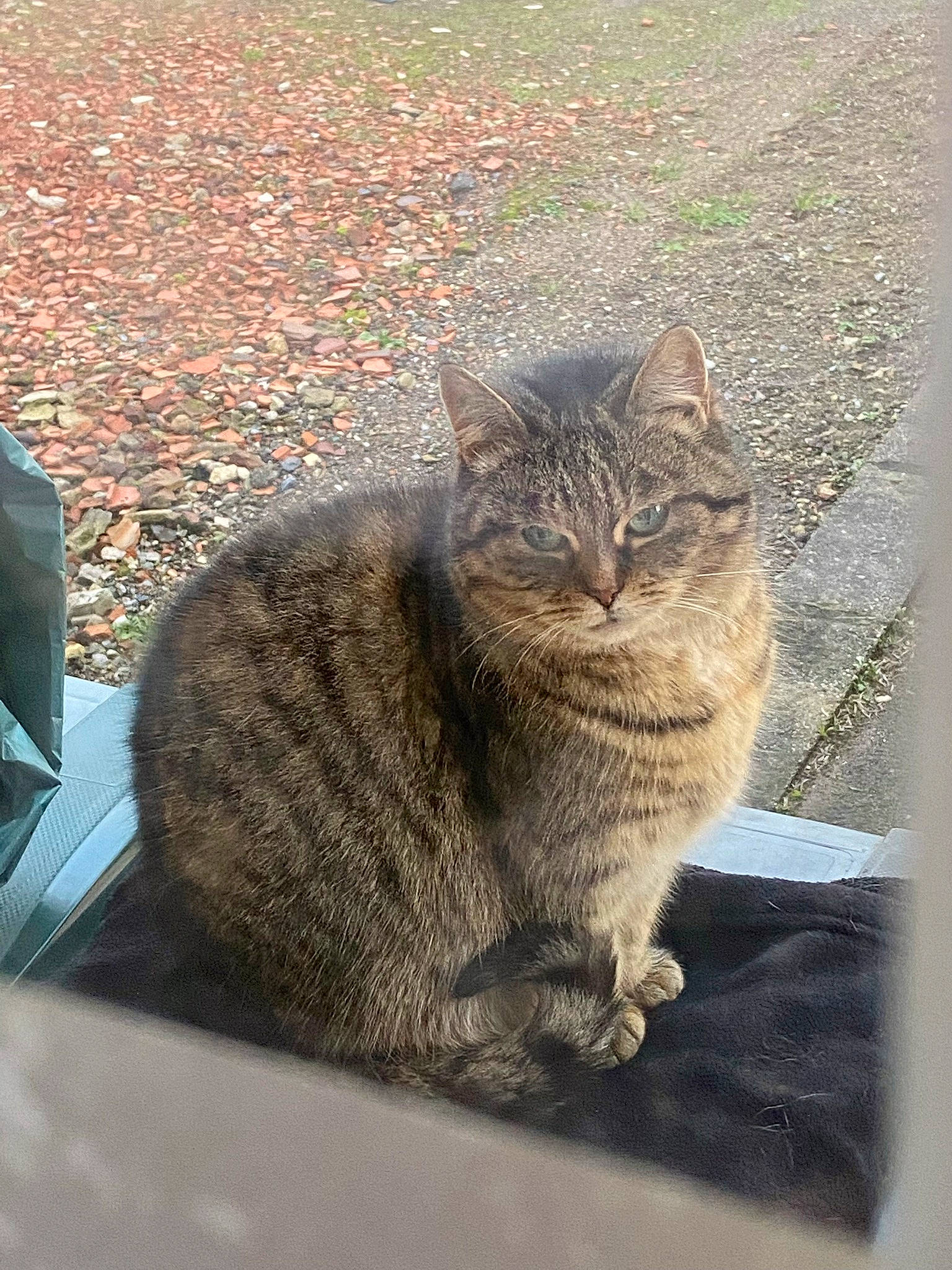 Lala a rejoint le concours — aidez-le/la à gagner de superbes lots ! asphalt, carnivore, cat, domestic_short_haired_cat, felidae, fur, grass, grey, road_surface, sand, shadow, sitting, small_to_medium_sized_cats, snout, tail, terrestrial_animal, tree, vertebrate, whiskers, wood