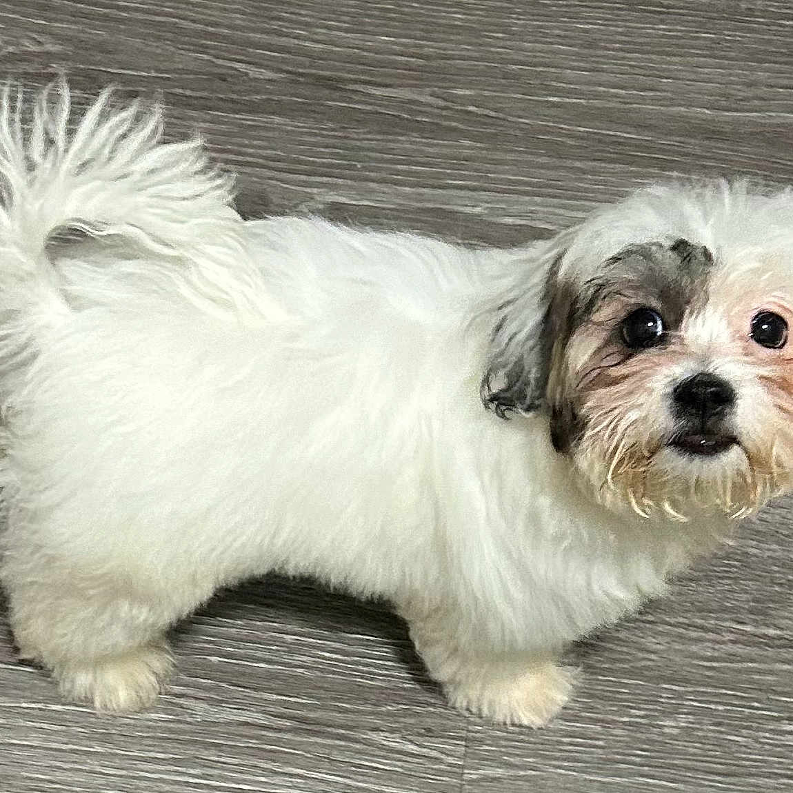 Chanel is registered to the contest to win money with this photo: affenpinscher, animal, canine, cockerspaniel, dog, eskimodog, papillon, pet, poodle, puppy, terrier, whitedog