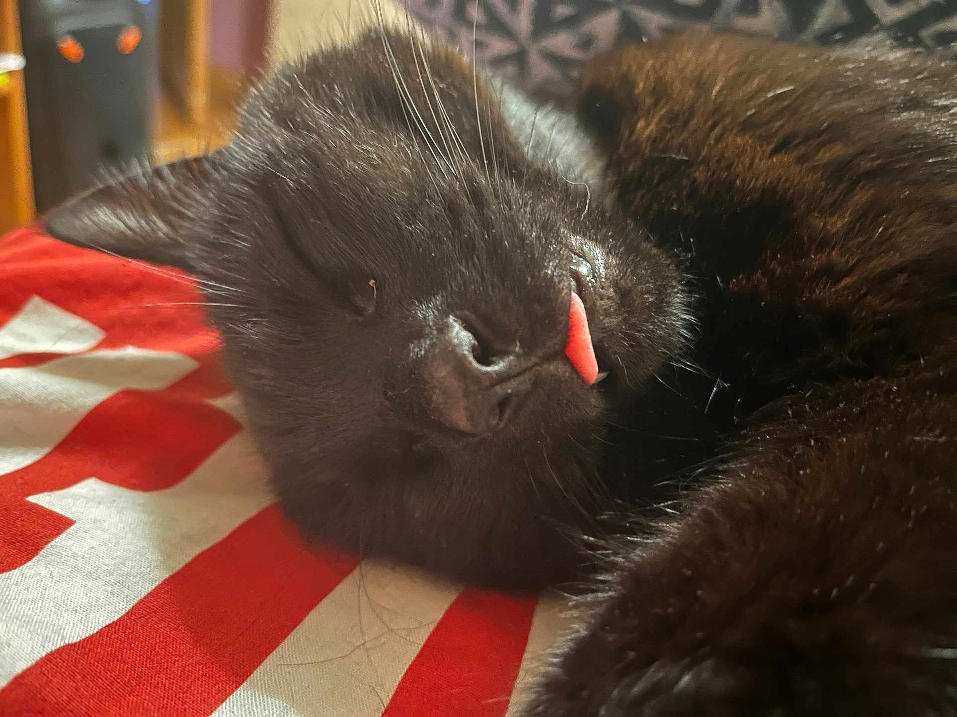 Milou participe au concours pour gagner de l'argent avec cette photo : cat, black_cat, sleeping, tongue_out, close_up, fur, pet, animal, resting, indoors, cute, whiskers, face, relaxation, soft_light, striped_surface, cozy, feline, nap, domestic_animal
