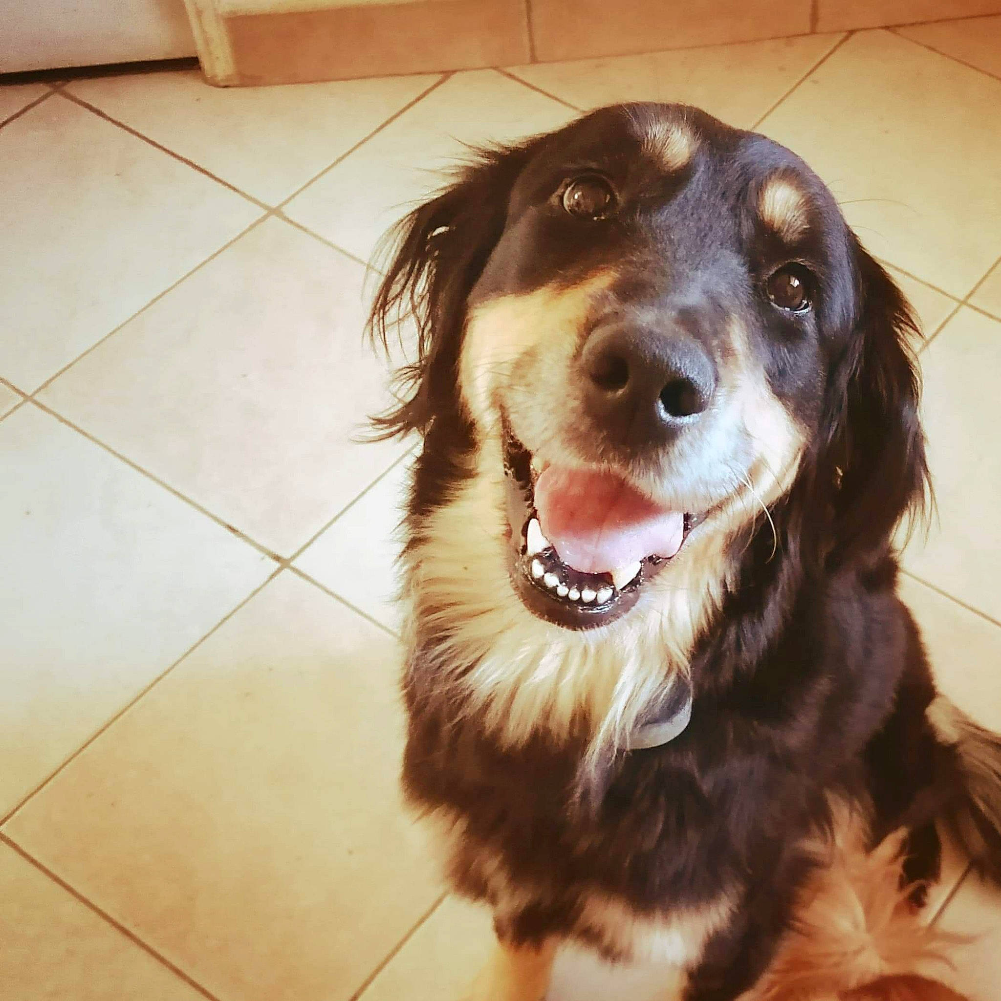 Padmé participe au concours pour gagner de l'argent avec cette photo : boykin_spaniel, canidae, carnivore, companion_dog, dog, dog_breed, fur, head, liver, mammal, nose, rare_breed_dog, retriever, setter, small_greek_domestic_dog, smile, snout, spaniel, sporting_group, working_dog