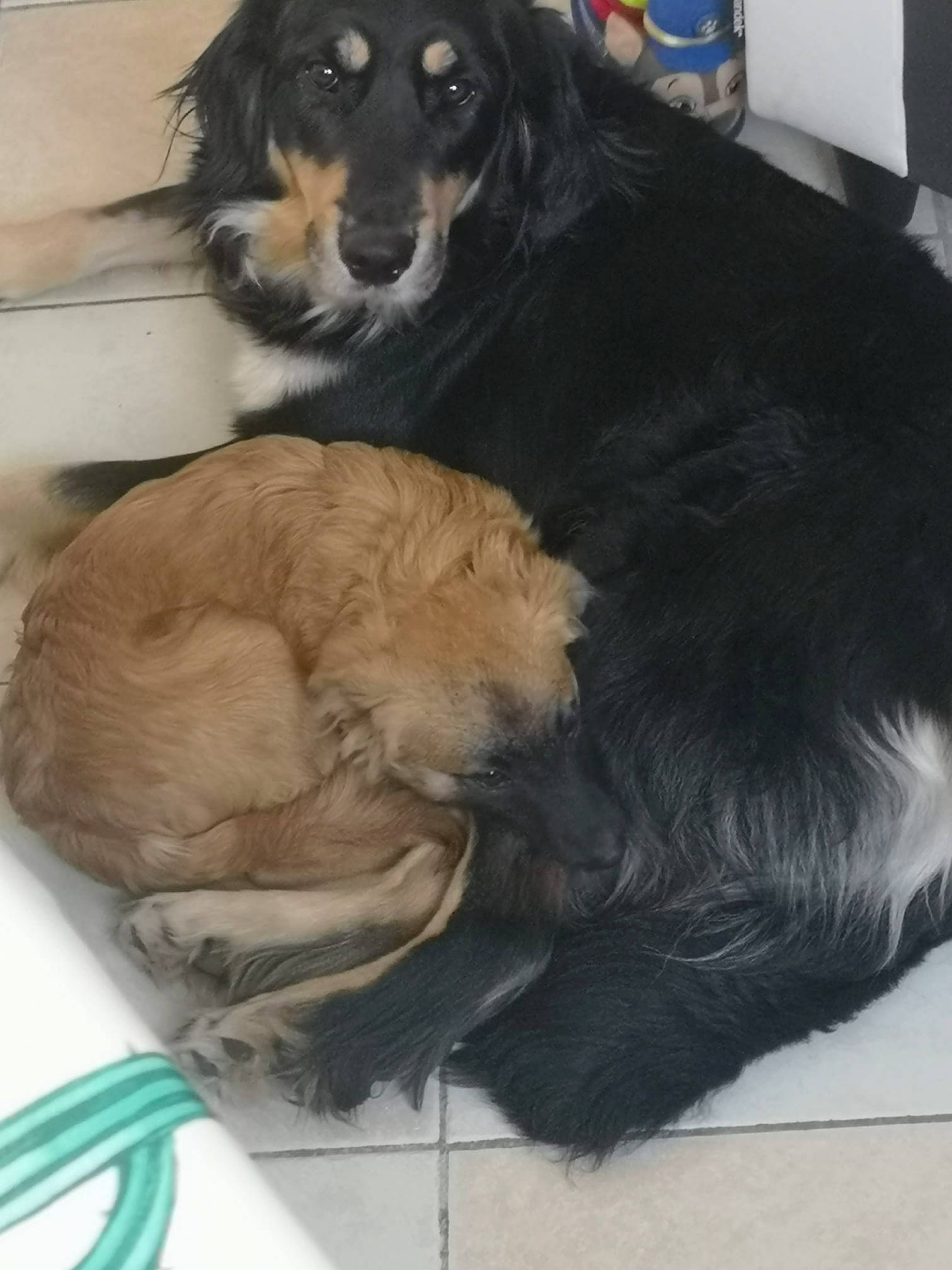 Padmé participe au concours pour gagner de l'argent avec cette photo : afghan_hound, canidae, carnivore, companion_dog, dog, dog_breed, guard_dog, hovawart, mammal, puppy, small_greek_domestic_dog, spaniel, sporting_group, vertebrate