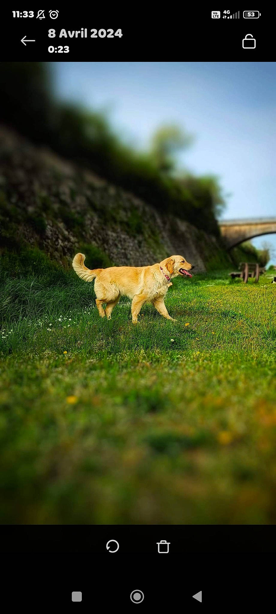 Haru a rejoint le concours — aidez-le/la à gagner de superbes lots ! carnivore, companion_dog, dog, dog_breed, fawn, felidae, field, grass, grassland, landscape, pasture, plant, shadow, sky, tail, terrestrial_animal, tree, whiskers, wildlife, wood