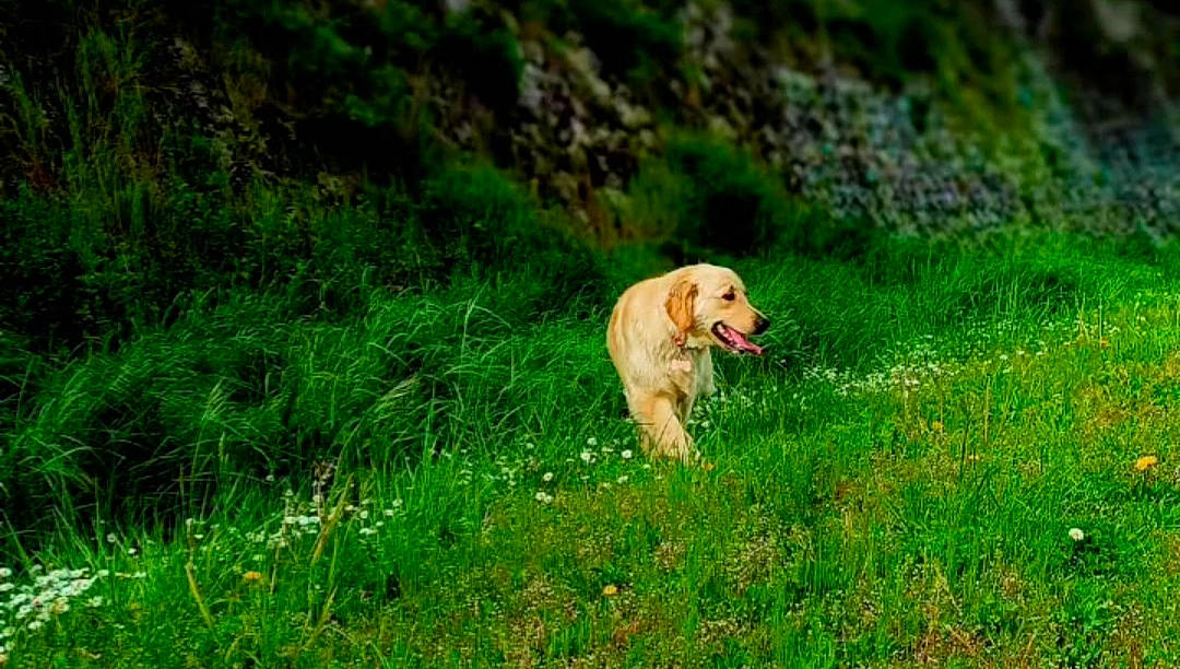 Haru participe au concours pour gagner de l'argent avec cette photo : adventure, carnivore, collar, companion_dog, dog, dog_breed, dog_hiking, fawn, grass, grassland, groundcover, gun_dog, labrador_retriever, natural_landscape, plant, retriever, snout, sporting_group, tail, working_animal
