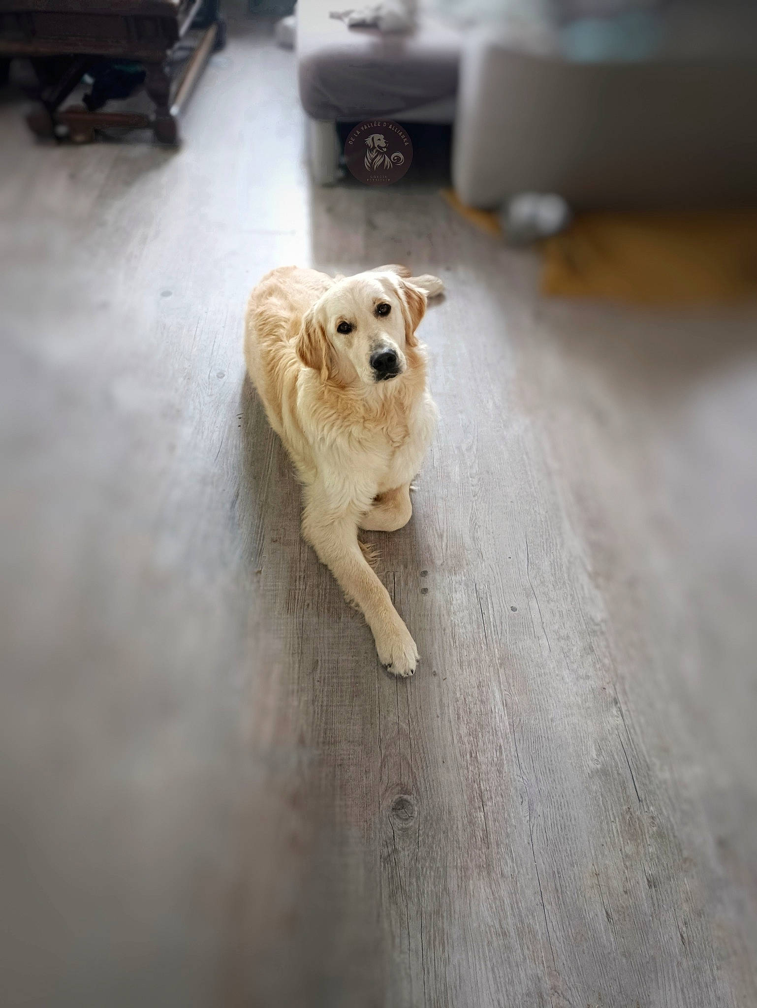 Haru participe au concours pour gagner de l'argent avec cette photo : asphalt, ball, carnivore, companion_dog, dog, dog_breed, fawn, floor, flooring, fur, hardwood, paw, retriever, road_surface, snout, sporting_group, tail, toy_dog, wood, working_animal