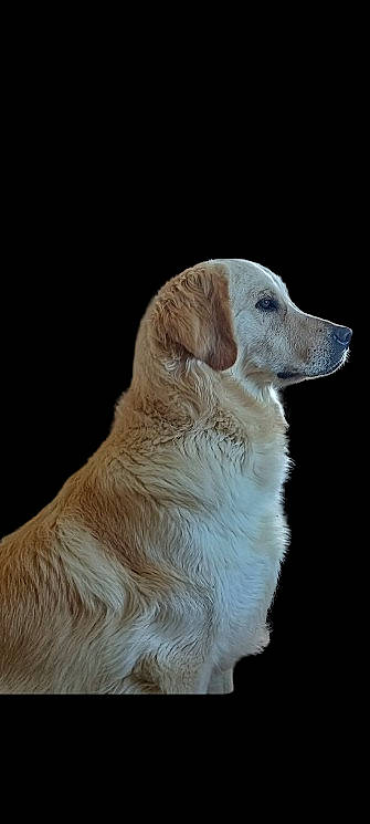 Haru participe au concours pour gagner de l'argent avec cette photo : ancient_dog_breeds, biting, canidae, carnivore, companion_dog, dog, dog_breed, fawn, fur, golden_retriever, gun_dog, snout, snow, sporting_group, terrestrial_animal, whiskers, winter, working_dog