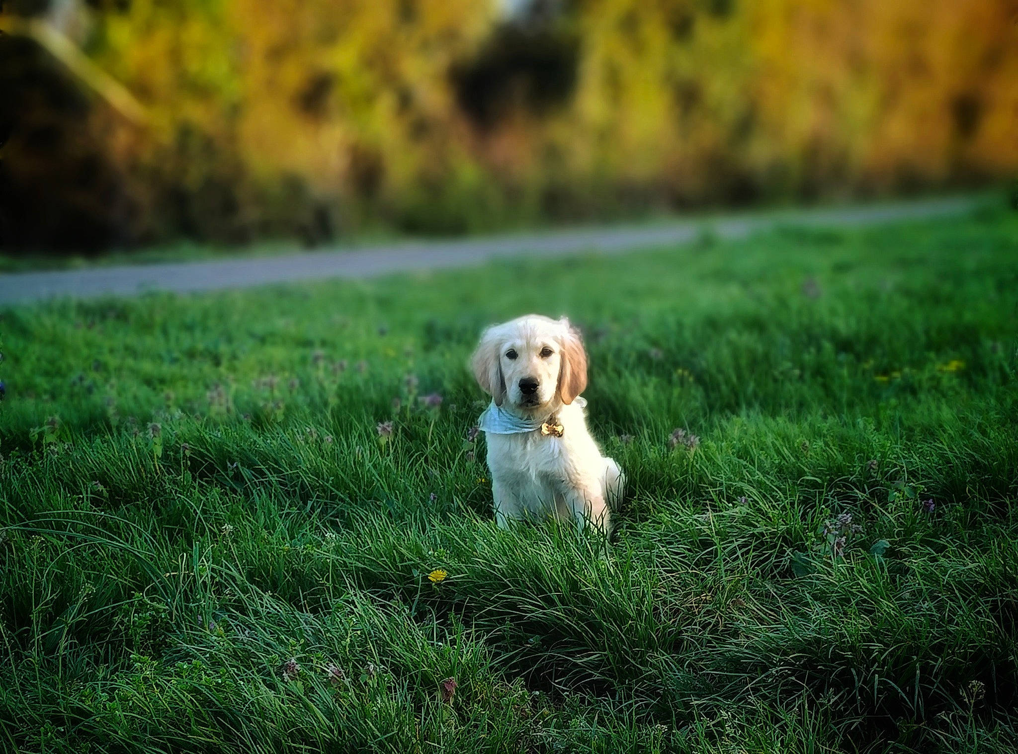 Brook participe au concours pour gagner de l'argent avec cette photo : canidae, carnivore, companion_dog, dog, dog_breed, fawn, field, grass, grassland, happy, landscape, meadow, natural_landscape, people_in_nature, plant, snout, sporting_group, sunlight, toy_dog, wood