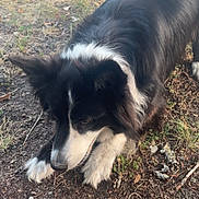 Mila participe au concours pour gagner de l'argent avec cette photo : dog, border_collie, black_and_white, animal, pet, outdoor, grass, dirt, sniffing, nature, fur, ears, canine, muzzle, walking, ground, daylight, curious, closeup, playful