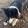 dog, border_collie, black_and_white, animal, pet, outdoor, grass, dirt, sniffing, nature, fur, ears, canine, muzzle, walking, ground, daylight, curious, closeup, playful