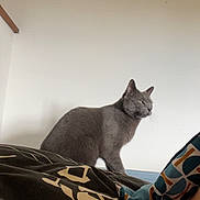 Gribouille a rejoint le concours — aidez-le/la à gagner de superbes lots ! cat, gray_cat, bedspread, patterned_bedspread, indoor, feline, pet, animal, resting, contemplative, domestic, fur, whiskers, ears, side_view, quiet, cozy, room, neutral_wall, home