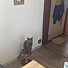 Gribouille a rejoint le concours — aidez-le/la à gagner de superbes lots ! cat, gray_cat, scratching_post, table, glasses, bottle, peach_drink, coat, jacket, wall, floor, door_frame, mirror, picture_frame, indoor, room, wooden_table, curious, pet, home