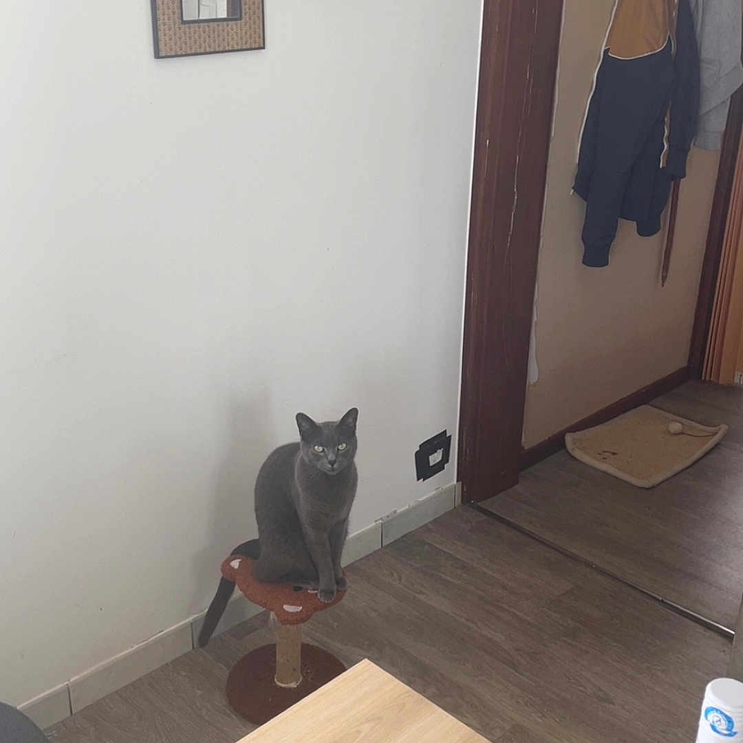 Gribouille