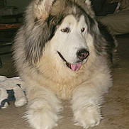 Timber joined the competition — help win amazing prizes! dog, alaskan_malamute, pet, indoor, carpet, fluffy, tongue_out, canine, animal, mammal, fur, resting, cute, companion, house, living_room, domestic, laying_down, friendly, large_dog