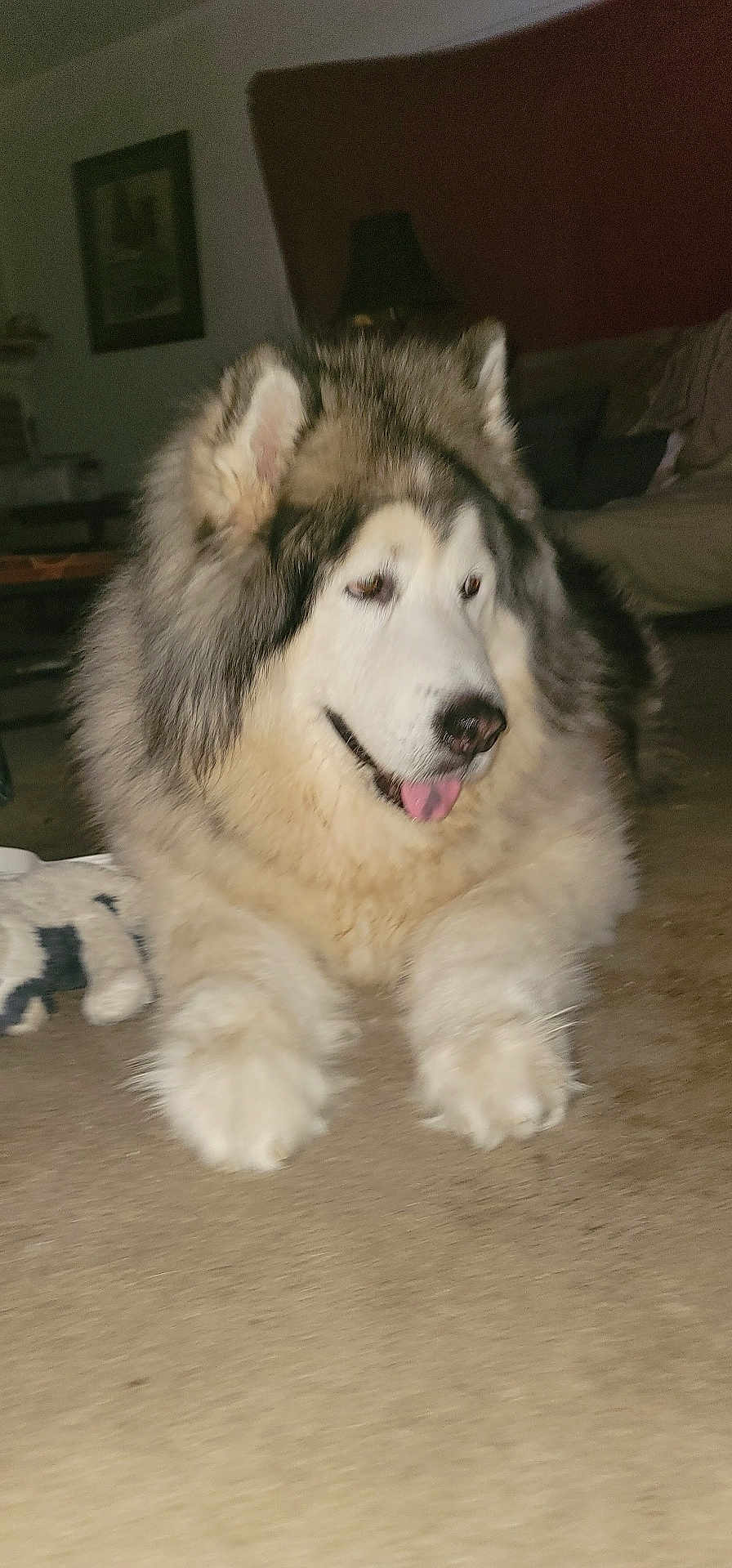 Timber joined the competition — help win amazing prizes! dog, alaskan_malamute, pet, indoor, carpet, fluffy, tongue_out, canine, animal, mammal, fur, resting, cute, companion, house, living_room, domestic, laying_down, friendly, large_dog