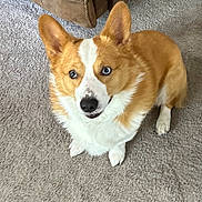 Mozzy joined the competition — help win amazing prizes! animal, blue_eyes, brown, canine, carpet, companion, corgi, cute, dog, domestic, ears, floor, friendly, fur, household, indoor, looking_up, pet, sitting, white