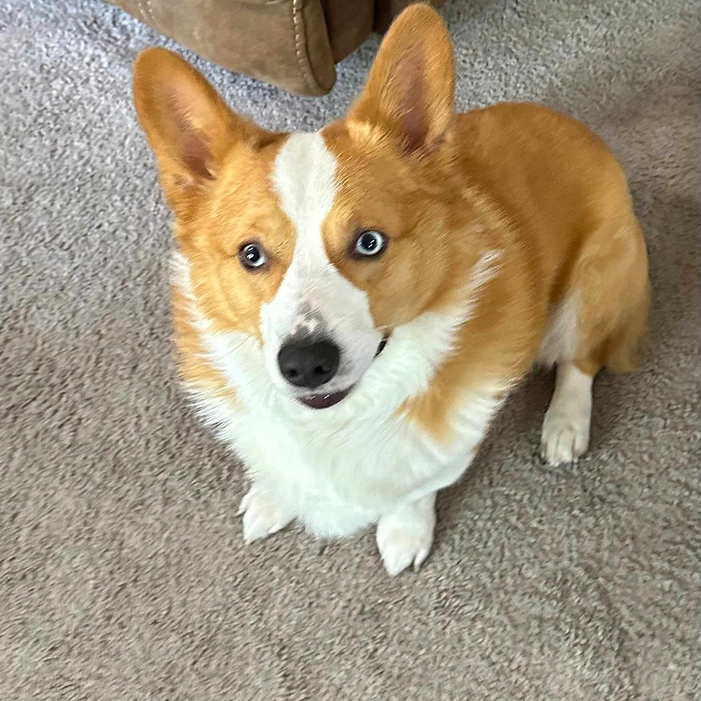 Mozzy joined the competition — help win amazing prizes! animal, blue_eyes, brown, canine, carpet, companion, corgi, cute, dog, domestic, ears, floor, friendly, fur, household, indoor, looking_up, pet, sitting, white