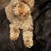 Kenna is registered to the contest to win money with this photo: dog, curly_fur, brown_dog, pet, animal, cute, fluffy, lying_down, blanket, cozy, indoor, portrait, looking_up, soft_texture, fur, paw, resting, companion, domestic_animal, relaxed