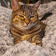 Mia participe au concours pour gagner de l'argent avec cette photo : animal, cat, closeup, comfort, cozy, cute, domestic_cat, ears, feline, fluffy_blanket, fur, home, indoor, pet, relaxed, resting, sleepy, soft_texture, tabby_cat, whiskers