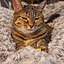 animal, cat, closeup, comfort, cozy, cute, domestic_cat, ears, feline, fluffy_blanket, fur, home, indoor, pet, relaxed, resting, sleepy, soft_texture, tabby_cat, whiskers