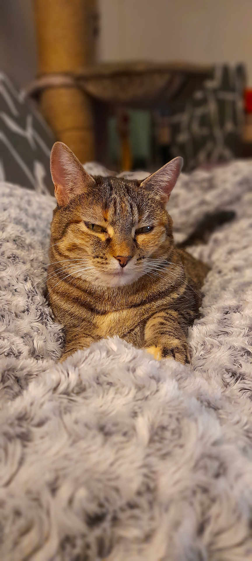 Mia participe au concours pour gagner de l'argent avec cette photo : animal, cat, closeup, comfort, cozy, cute, domestic_cat, ears, feline, fluffy_blanket, fur, home, indoor, pet, relaxed, resting, sleepy, soft_texture, tabby_cat, whiskers
