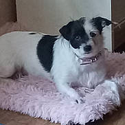 Bella is registered to the contest to win money with this photo: dog, black_and_white, pet, indoor, floor, fluffy_mat, relaxed, collar, small_dog, fur, cute, animal, companion, home, resting, looking, wooden_floor, domestic, laying, cozy