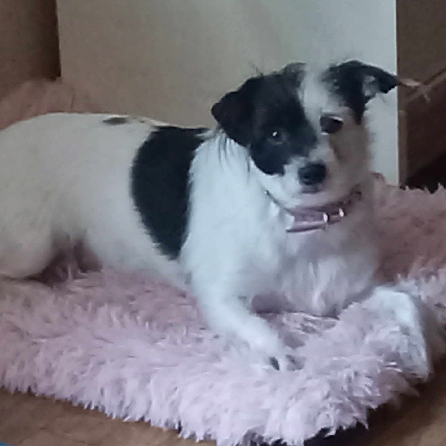 Bella is registered to the contest to win money with this photo: animal, black_and_white, collar, companion, cozy, cute, dog, domestic, floor, fluffy_mat, fur, home, indoor, laying, looking, pet, relaxed, resting, small_dog, wooden_floor