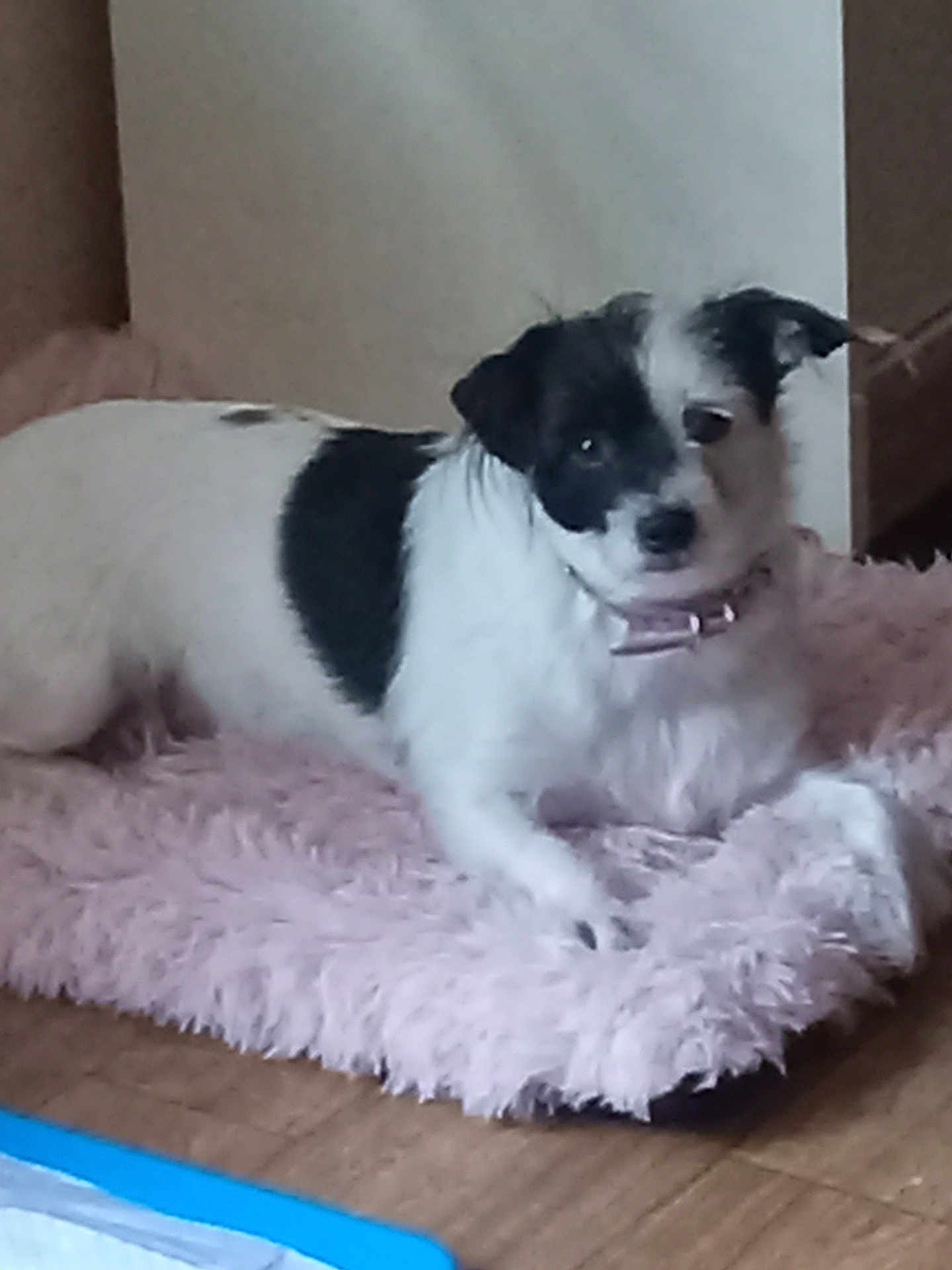 Bella is registered to the contest to win money with this photo: dog, black_and_white, pet, indoor, floor, fluffy_mat, relaxed, collar, small_dog, fur, cute, animal, companion, home, resting, looking, wooden_floor, domestic, laying, cozy