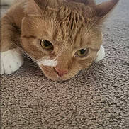Simba is registered to the contest to win money with this photo: cat, orange_tabby, carpet, indoor, pet, animal, feline, lying_down, white_paws, close_up, face, ears, whiskers, floor, domestic_cat, looking, expression, resting, blurred_background, screenshot